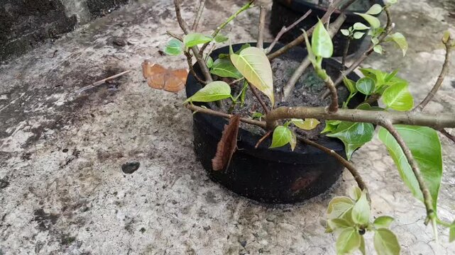 Chocolate Pansy butterfly on a Bonsai plant in roof of the house. 