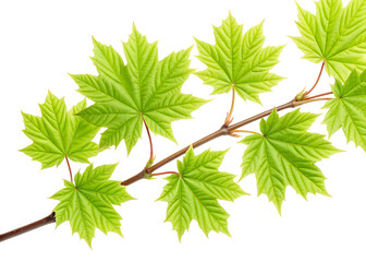 Close up of a branch with bright green maple leaves against a plain white background in soft lighting