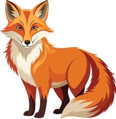 Obraz premium A cute red fox cub, also known as a vulpes vulpes, is a wild canine mammal standing isolated on a white background