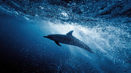 Fototapeta premium High-contrast underwater shot of dolphin cutting through the water in silhouette