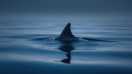 Fototapeta premium Minimalist photo of dolphin fin creating smooth ripple in endless blue ocean