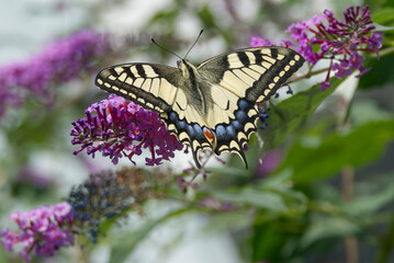Old World Swallowtail or common yellow swallowtail (Papilio machaon) sitting on summer lilac in Zurich, Switzerland