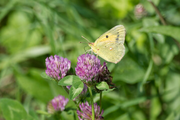 Clouded Yellow (Colias croceus) Butterfly perched on pink flower in Zurich, Switzerland