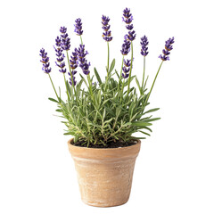 Fototapeta premium A lavender plant, thriving in the warm sun. full length isolate on transparent background