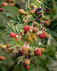 Harrison lake nearby areas within Sasquatch provincial park showing the rocky shoreline, forested backdrop, and glimpses of recreational spots, Harrison, BC, Canada