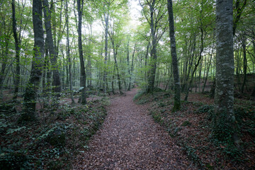 Fototapeta premium bosque frondoso