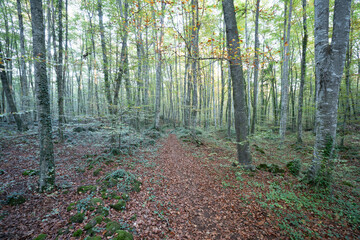 Obraz premium bosque frondoso