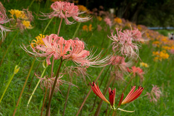 咲き始めの彼岸花と群生の花畑