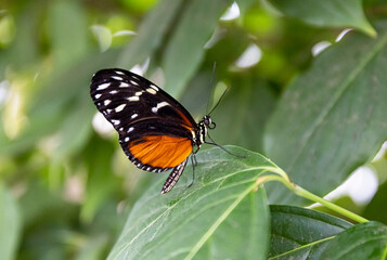 Tiger wing butterfly