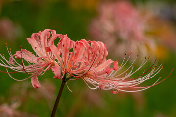 淡いピンクの彼岸花のクローズアップ