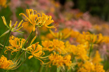 鮮やかな黄色の彼岸花と秋の彩り