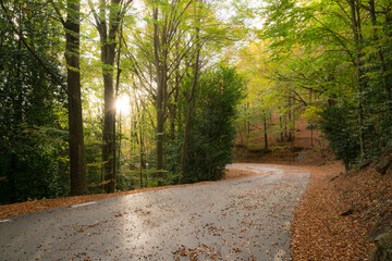 carretera en otoño