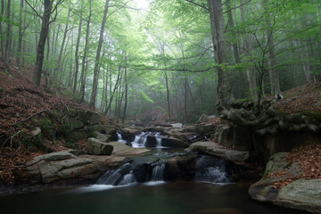 Obraz premium bosque místico