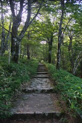 Fototapeta premium 大台ヶ原の風景 