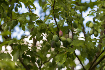 Fototapeta premium Ripening plum fruits on a tree among the leaves