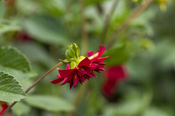 Blooming colorful flowers of plants in the garden