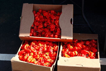 Red Peppers in Cardboard Boxes