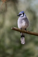 Blue Jay Cyanocitta cristata perched facing forward feathers fluffed