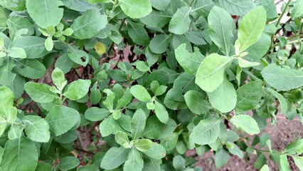 Fresh Indian Camphorweed Foliage – Close-Up of Traditional Herbal Plant Pluchea Indica for Natural Wellness and Botanical Concepts	

