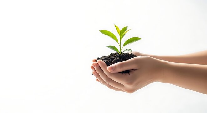 Planting new life: hands gently hold a vibrant green sprout in rich soil. Symbolizing growth, nature, and sustainability on a bright white background. Ideal for eco-friendly concepts.
