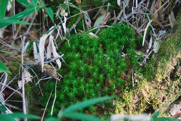 大台ヶ原の風景
