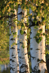 Birches in the setting sun. Beautiful wood texture. Wood bark. A group of birches against a blurred forest background. Summer landscape. Forest. Trees. White birch. Three birches