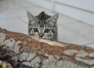 Tender sweet gray puppy kitten 