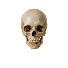 Obraz premium Realistic human skull viewed from the front with detailed bone texture isolated on transparent background