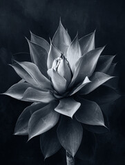 開花寸前のアガベ