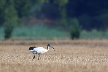 ibis e grano