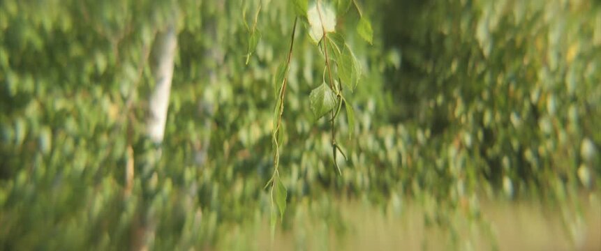 Shallow DOF tree leaves of Betula pendula 4K anamorphic video