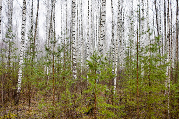 Forest background, in the photo white birch trunks, young green spruce and gray sky