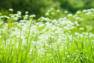 green white background on photo summer meadow with white flowers and green grass