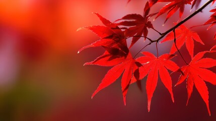 Fototapeta premium Vibrant red maple leaves glistening in the sunlight against a blurred autumn backdrop