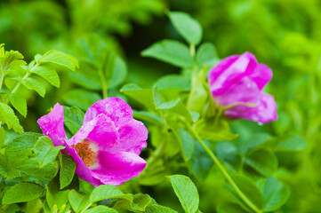 green pink background, photo pink rose hips and green leaves