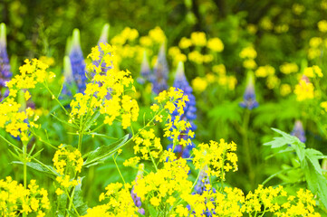 blue and yellow meadow flowers in summer on the meadow