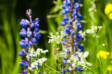 The photo shows meadow flowers close-up on a green background