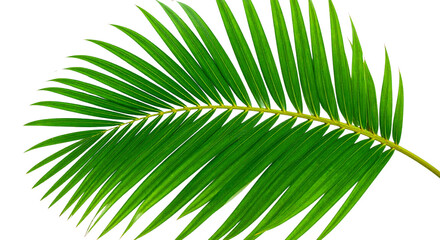 Obraz premium green palm leaf
