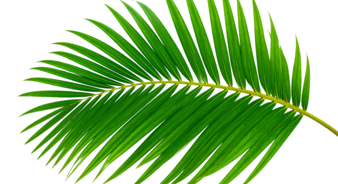 green palm leaf