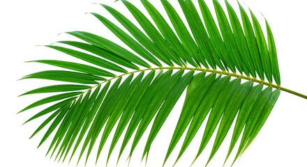 Obraz premium palm leaf isolated on white