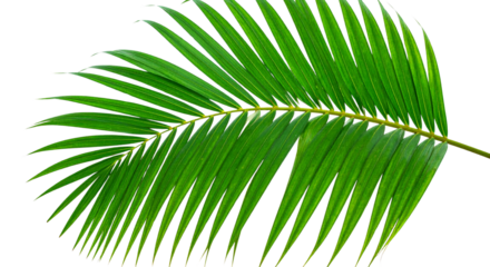 palm leaf isolated on white