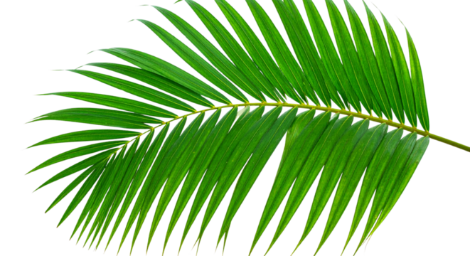 palm leaf isolated on white