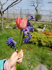Spring joy expressed through vibrant flowers held by a childs hand showcasing a colorful bouquet of tulips and muscari in a serene garden setting