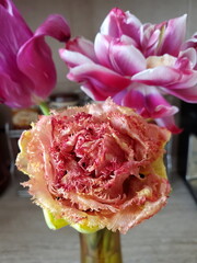 Spring blooms showcase vibrant tulips in stunning colors and unique textures, reflecting natures artistry and beauty during the early gardening season indoors