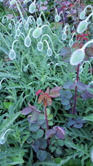 Vibrant garden comes alive in spring with fresh greenery and budding plants amidst rich textures and colors showcasing natures beauty