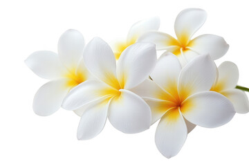 Naklejka premium Delicate cluster of fragrant white plumeria blossoms with vibrant yellow centers isolated on transparent background