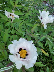 Bright blooming peony flowers in vibrant green garden during spring season showcasing natures beauty and tranquility while attracting pollinators and adding color to landscape