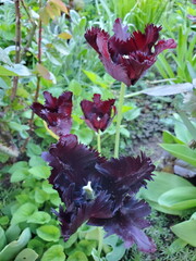 Vibrant purple tulips blooming in spring garden showcasing intricate petal textures and lush surrounding greenery that creates a serene natural atmosphere for gardening enthusiasts