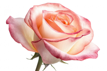 A delicate peach and cream colored rose with soft pink edges showcasing its intricate petal structure isolated on transparent background