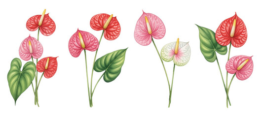 Various anthurium flowers vector set in shades of red, pink, white, with distinct leaf and stem.